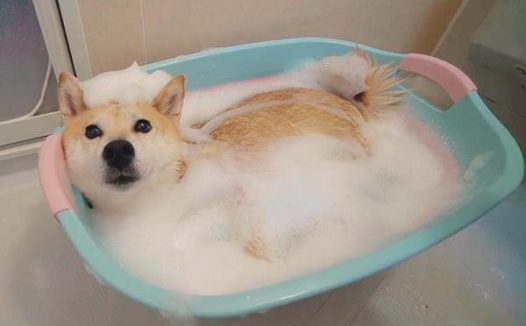 夏天狗狗多久洗一次澡