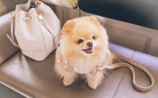 可爱博美犬狗狗图片