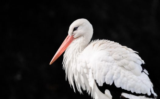 稀有野生飞禽动物图片