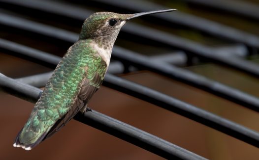 站在防盗网上的蜂鸟图片