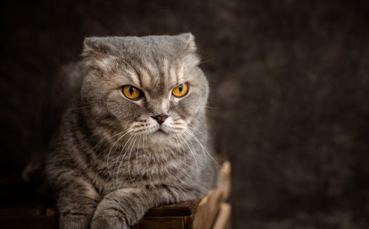 苏格兰折耳猫写真摄影图片