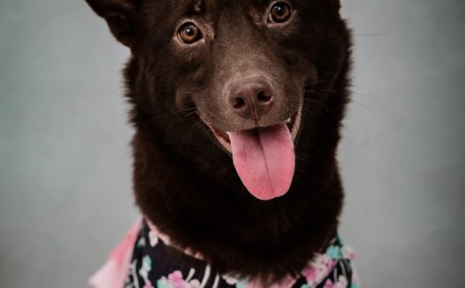 可爱小黑犬宠物写真图片