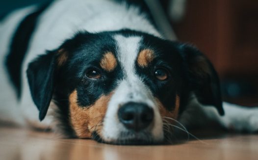 可爱乖巧小狗狗图片