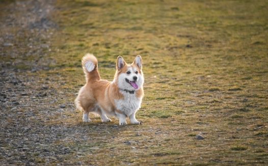 可爱彭布罗克威尔士柯基犬图片