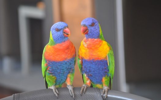 漂亮情侣鹦鹉图片