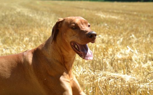 棕色警卫犬图片