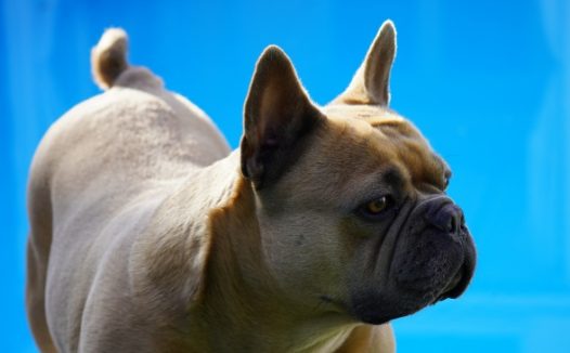 法国斗牛犬小狗图片