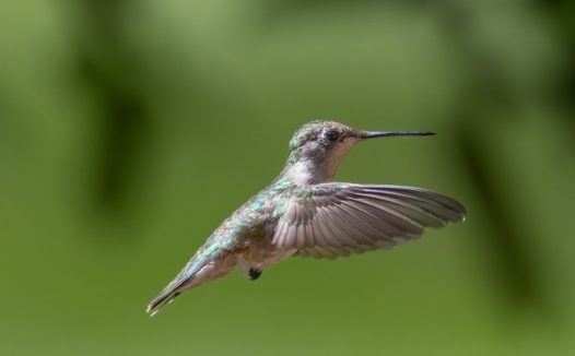 正在飞行的野生蜂鸟图片