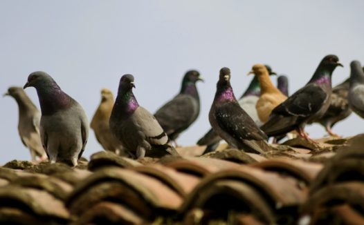 屋顶一群鸽子图片