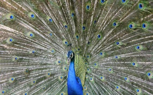 华丽孔雀开屏图片