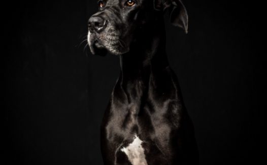 黑色的大狗图片
