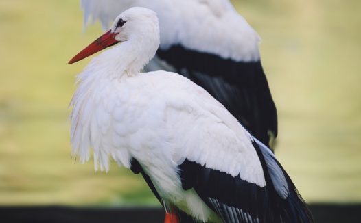 两只东方白鹳摄影图片