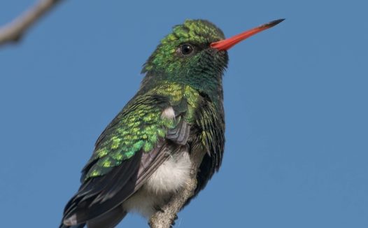 红喉北蜂鸟站在树枝上摄影图片