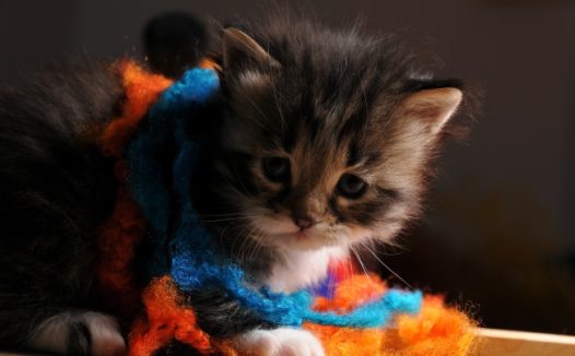 可爱猫咪幼崽图片