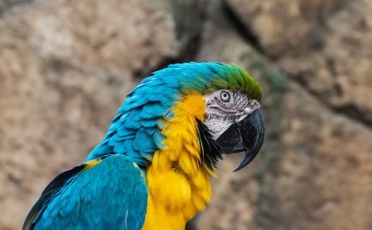 金刚鹦鹉鸟图片