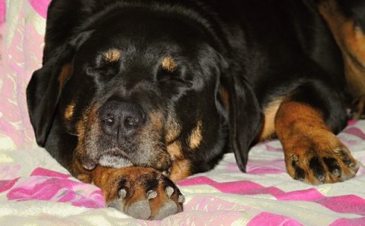 标准罗威纳犬图片