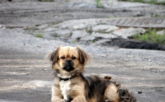 漂亮宠物狗图片