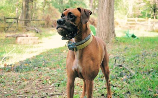 帅气棕色狗狗图片