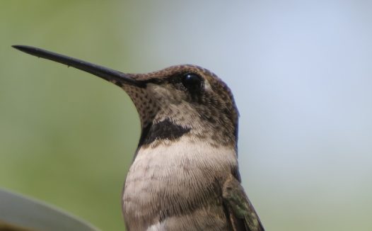 美丽长嘴蜂鸟图片