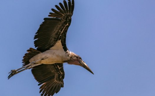 野生动物秃鹫图片