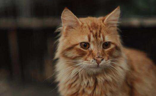 猫咪耳螨怎么办