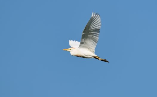 蓝色天空苍鹭自由翱翔图片