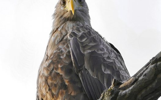 野生白尾鹰图片