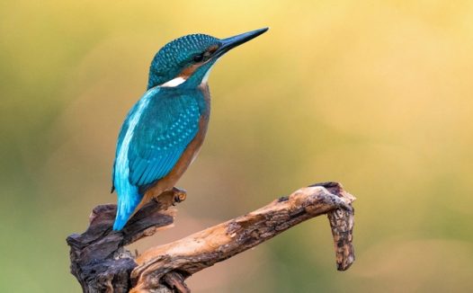 站在干树杈上的翠鸟图片