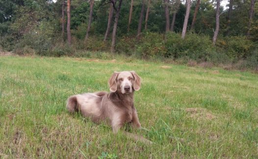 趴在草地上的狗狗图片