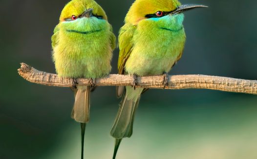 站在树枝上的两只绿喉蜂鸟图片