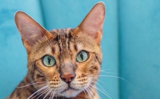 超萌可爱小猫图片