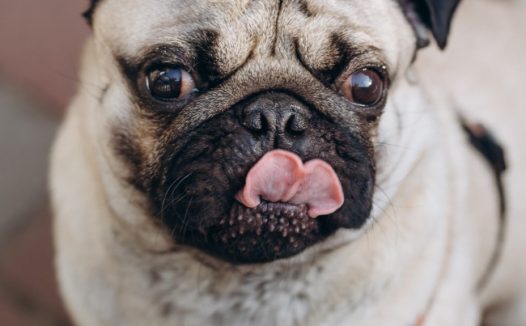 可爱嘟嘟胖狗狗图片