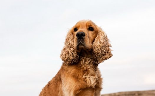 可爱金毛犬狗狗图片