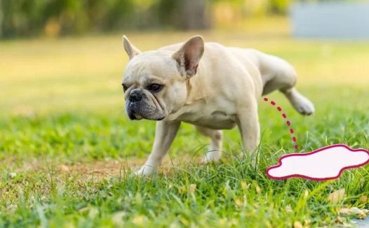 为什么我的狗狗尿得这么多?11 种可能的原因