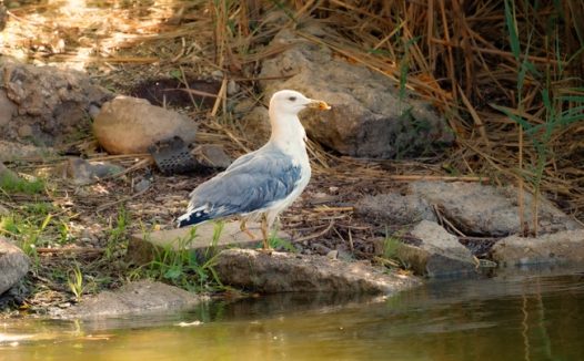 河边捉小鱼的海鸟图片