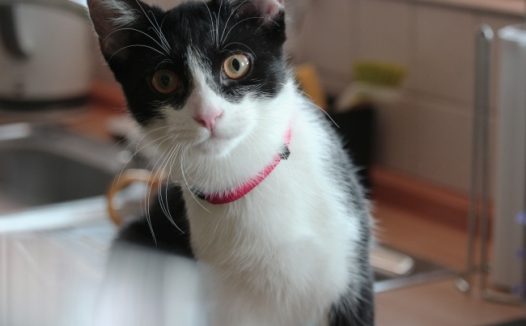 黑白宠物猫图片