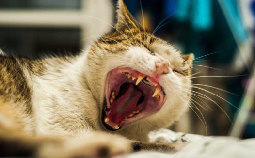 猫咪打哈欠图片