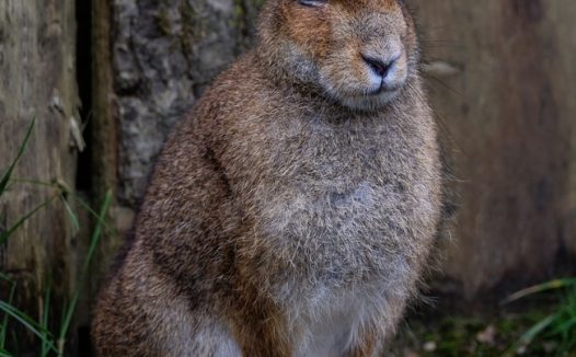 爱尔兰野兔图片