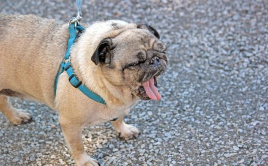 家养法国斗牛犬图片