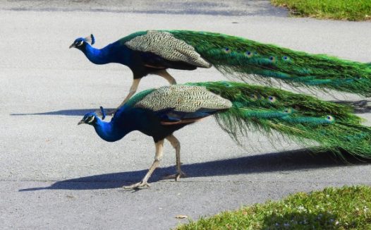 户外两只孔雀图片
