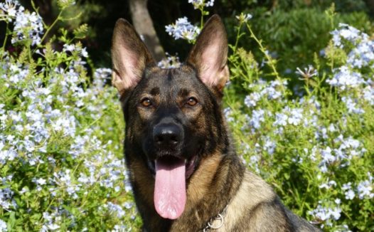 成年德国牧羊犬图片