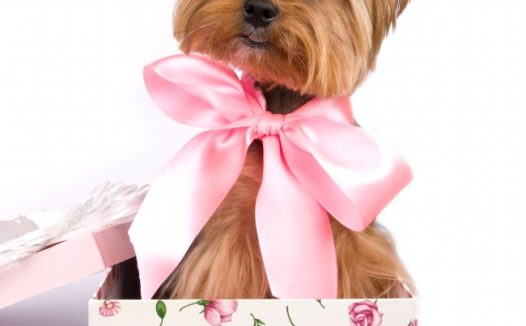 坐在礼盒里的狗狗图片
