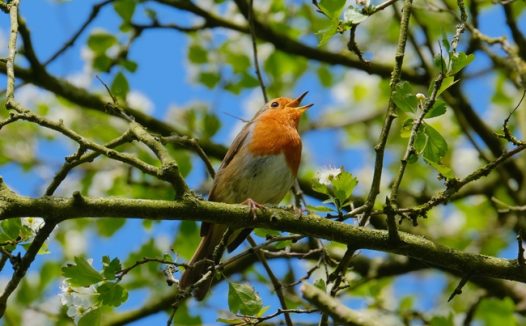 春天绿色树枝上歌唱的知更鸟图片