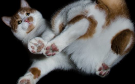 萌花猫摄影图片