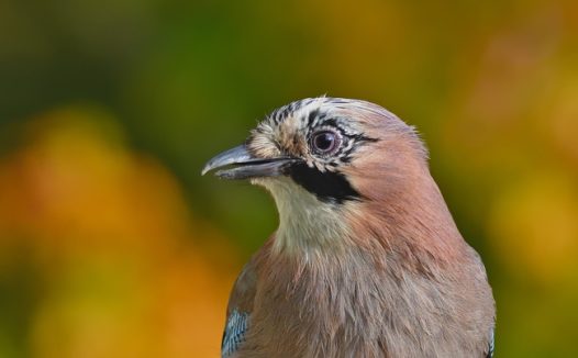 野生红腹松鸦摄影图片