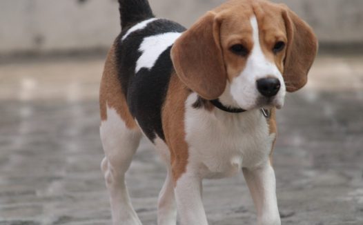 小猎犬宠物狗图片