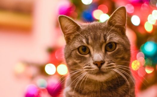 可爱猫咪宽屏壁纸图片