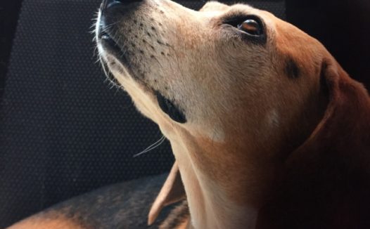 狗狗希望的眼神图片