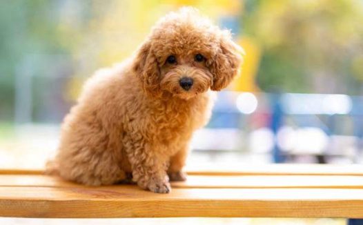 泰迪狗狗呕吐怎么办