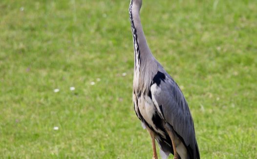 绿色草地野生苍鹭摄影图片